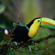 Toucan